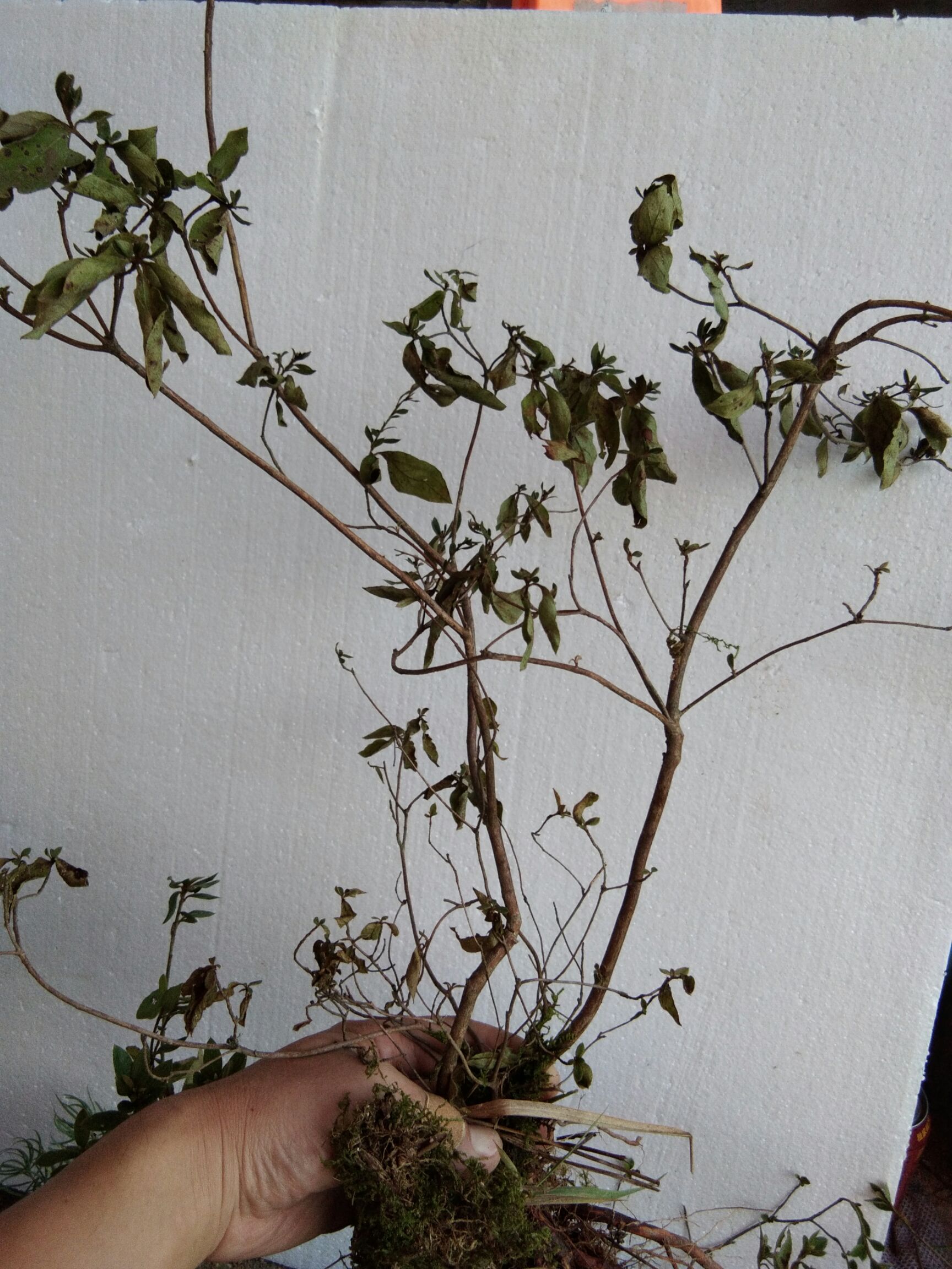 大别山先花后叶品种映山红 三四年苗小丛林