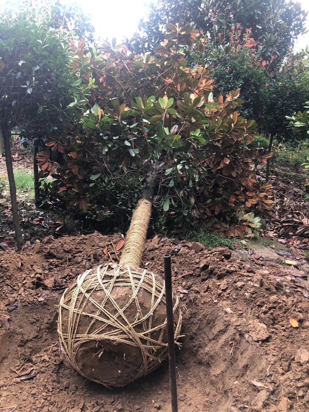 广玉兰，1到30公分，低价出售！