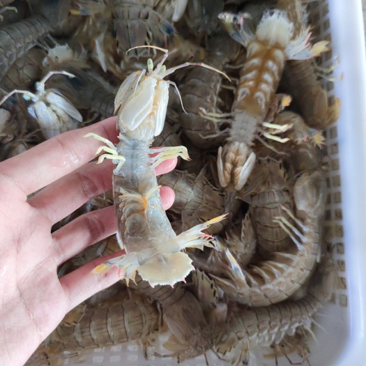 龙口市烟台码头鲜捕皮皮虾，鲜活肥美