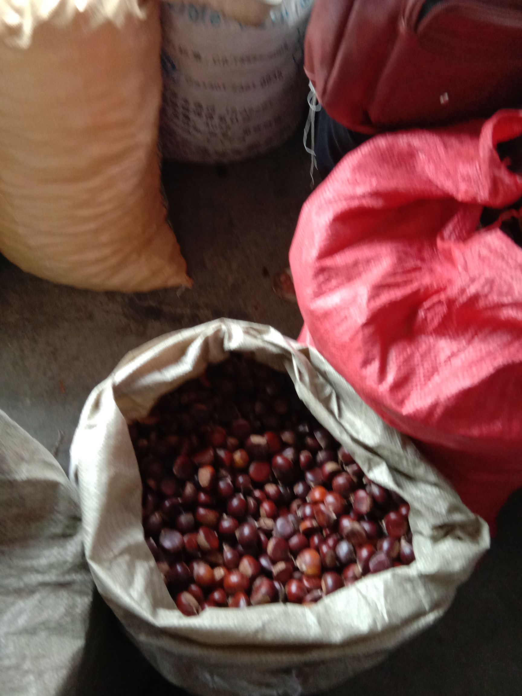 贵州板栗 供应新鲜本地板粟，当天采摘当天发货，天然无公害，无坏果，