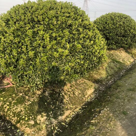 都江堰市大叶黄杨球，高度80至150