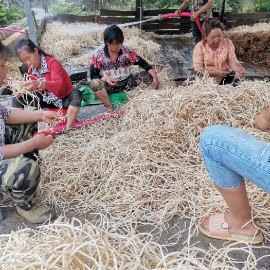 凤凰县儿菜  鱼腥草，折儿根