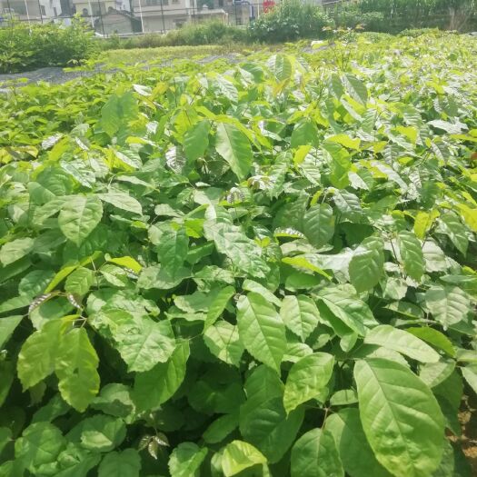 广州紫花风铃木  紫花风铃苗
