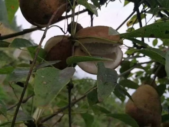 张家界绿色天然无公害八月瓜