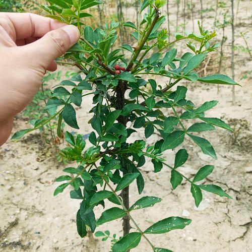 平邑县大红袍花椒苗  花椒树苗大红袍花椒树苗