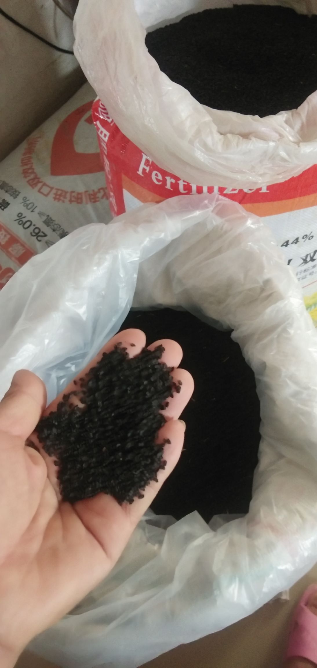 香葱种子 优质铁杆葱种，发芽率高