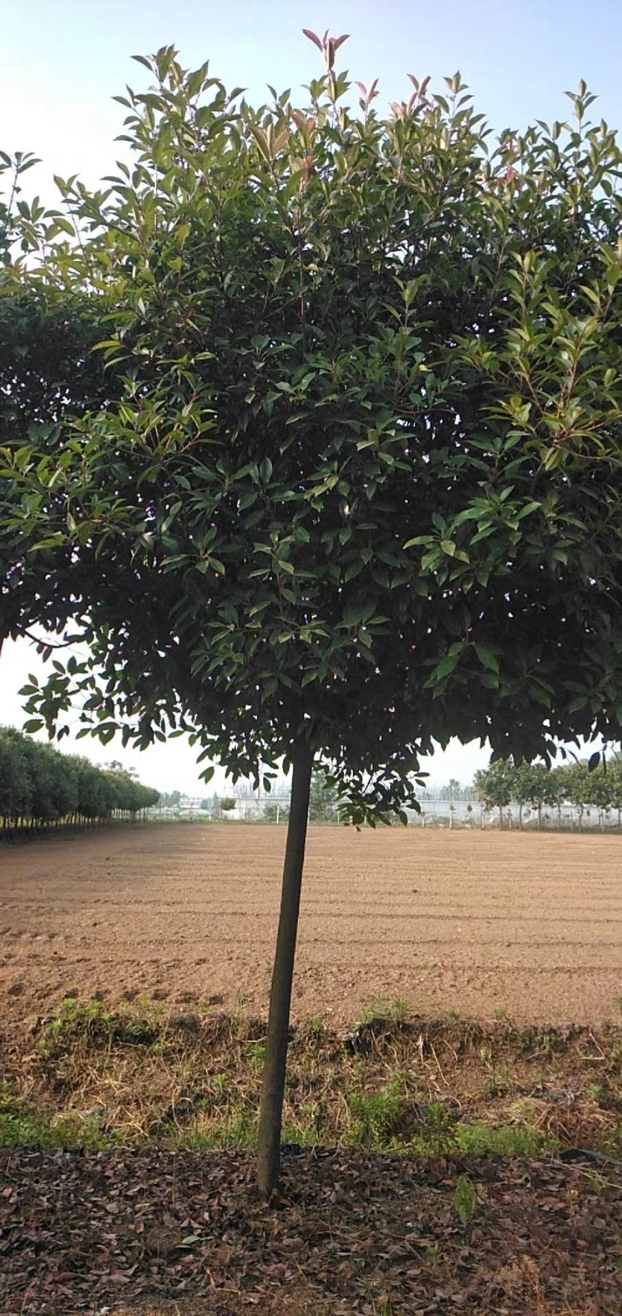 高杆红叶石楠  红叶石楠树