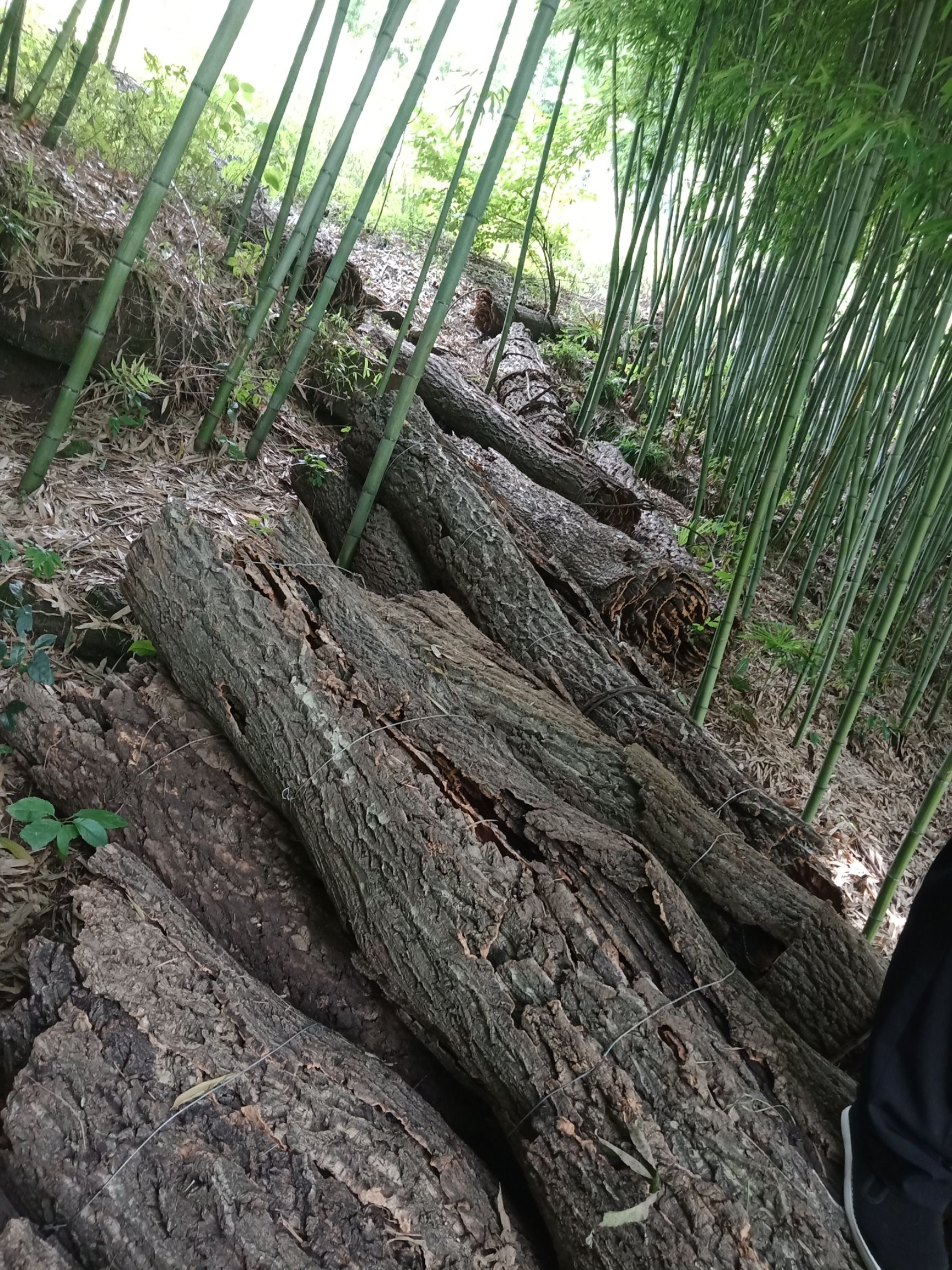有机肥  栓皮栎，花粟树，粗皮青冈，白麻栎，软木栎，橡。