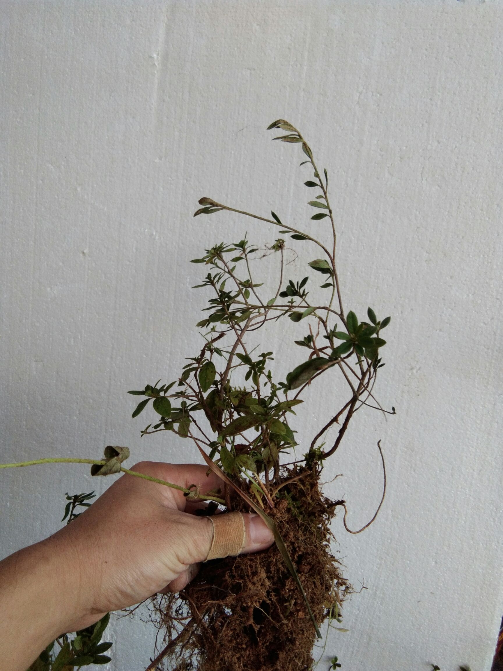 大别山先花后叶品种映山红 三四年苗小丛林