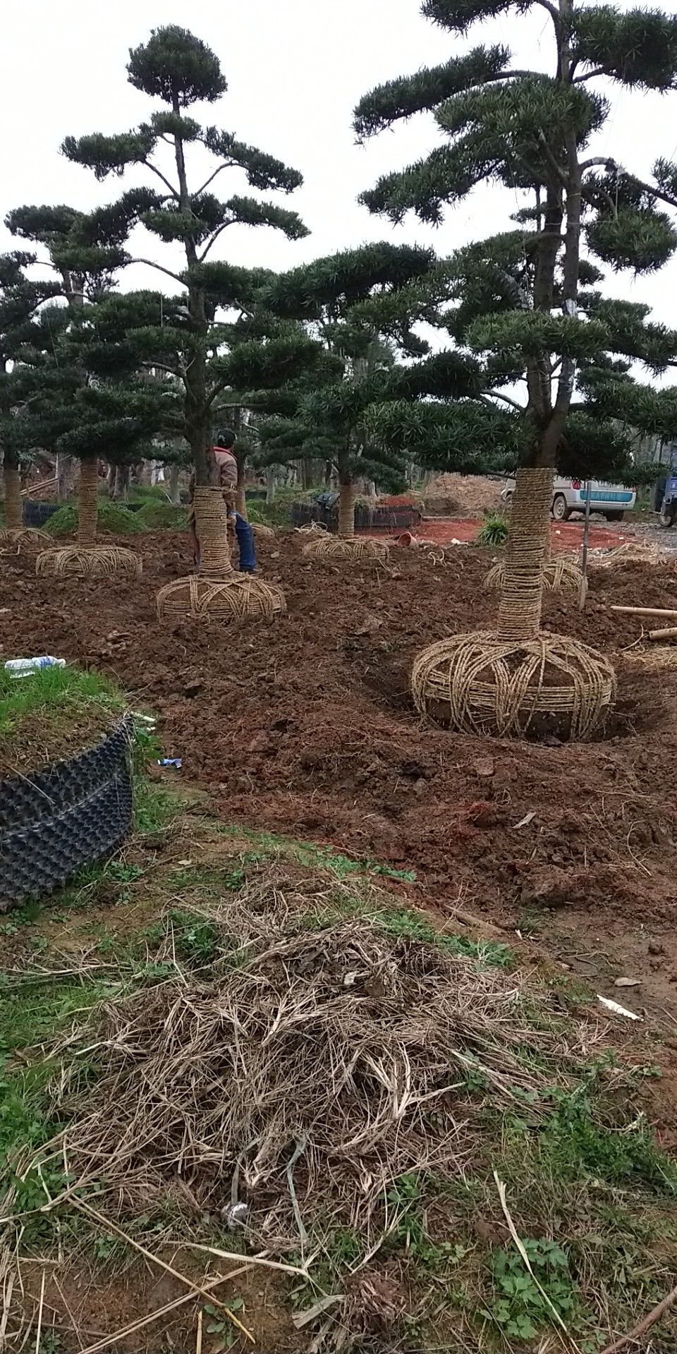 小叶女贞造型树  高档造型赤楠