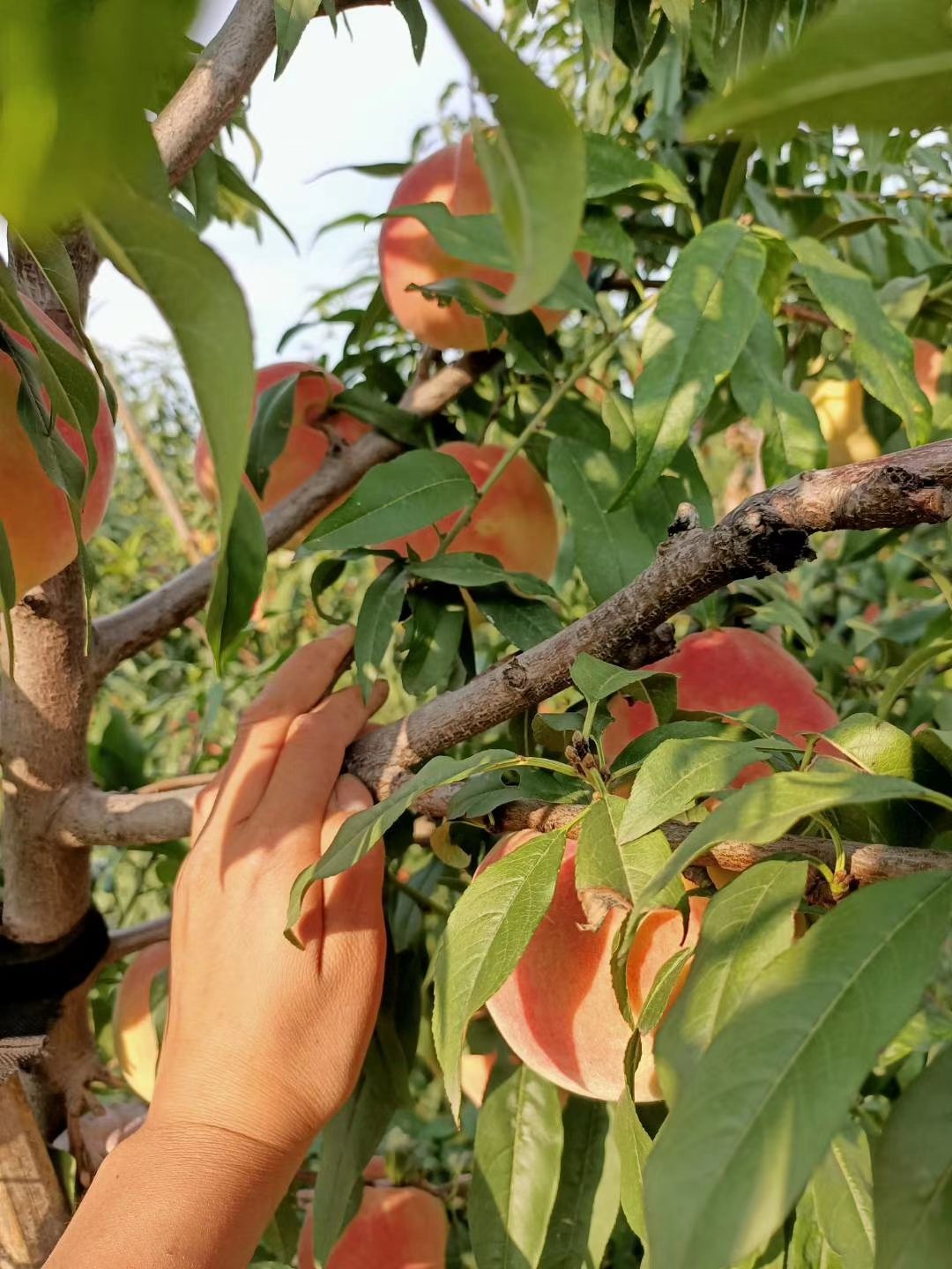 中华寿桃，又甜又脆