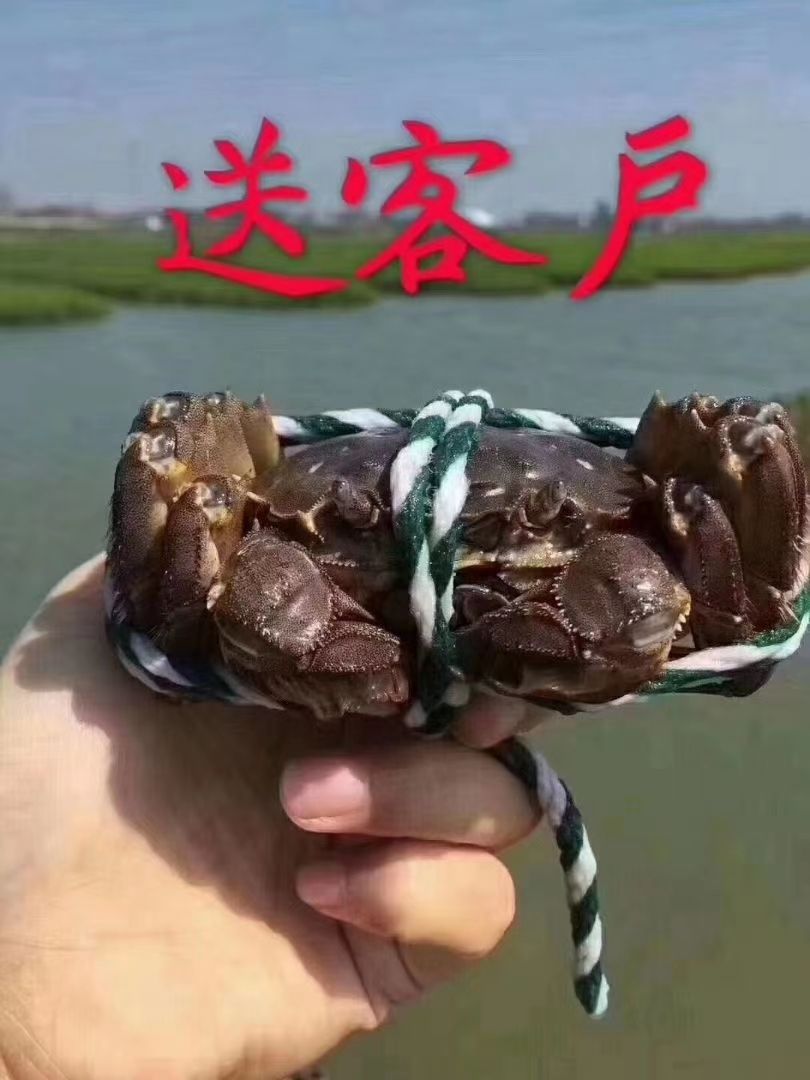 兴化大闸蟹  江苏省兴化市大闸蟹