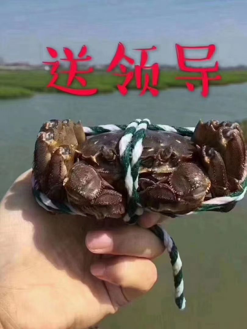 兴化大闸蟹  江苏省兴化市大闸蟹
