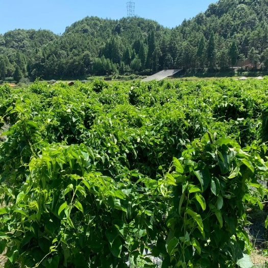 温县蘑菇 正宗温县铁棍山药，农户直达发，自产自有防伪溯源二维码辨别真伪