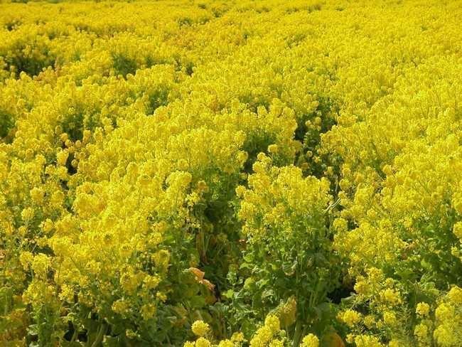 峨眉山市 蜂花粉，油菜粉