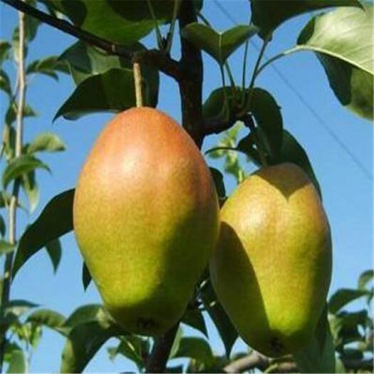 平邑县丰水梨苗梨树苗嫁接优质当年挂果南北种植价格优惠