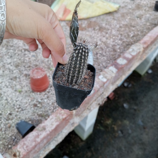 漳州 仙人球奇想玉