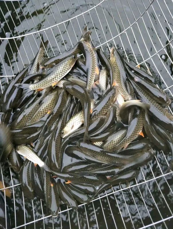 军鱼苗  倒刺鲅鱼苗 青竹鲩鱼苗  坑鱼坚鱼苗