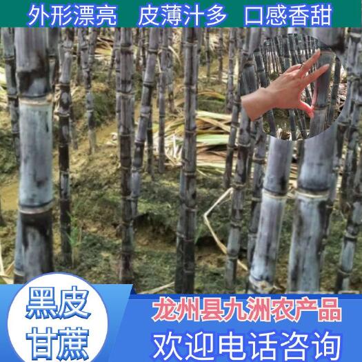 甘蔗  節(jié)長脆甜汁多，質(zhì)量保證，誠信合作，量大從優(yōu)，免費提供