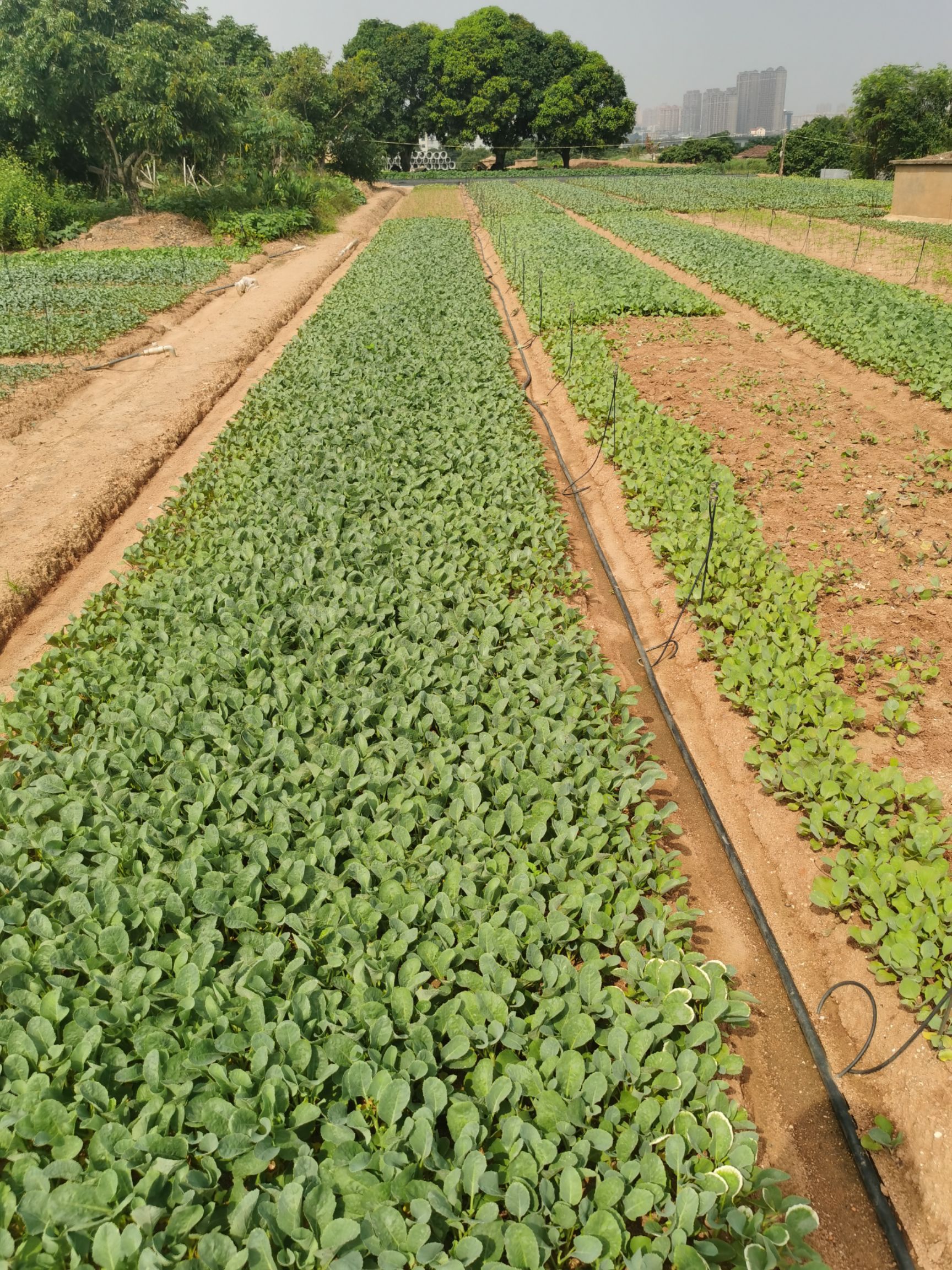 长胜 108天85天青梗松花菜苗