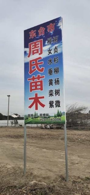 大叶女贞  自家苗圃米径6公分半冠好二级清地处理