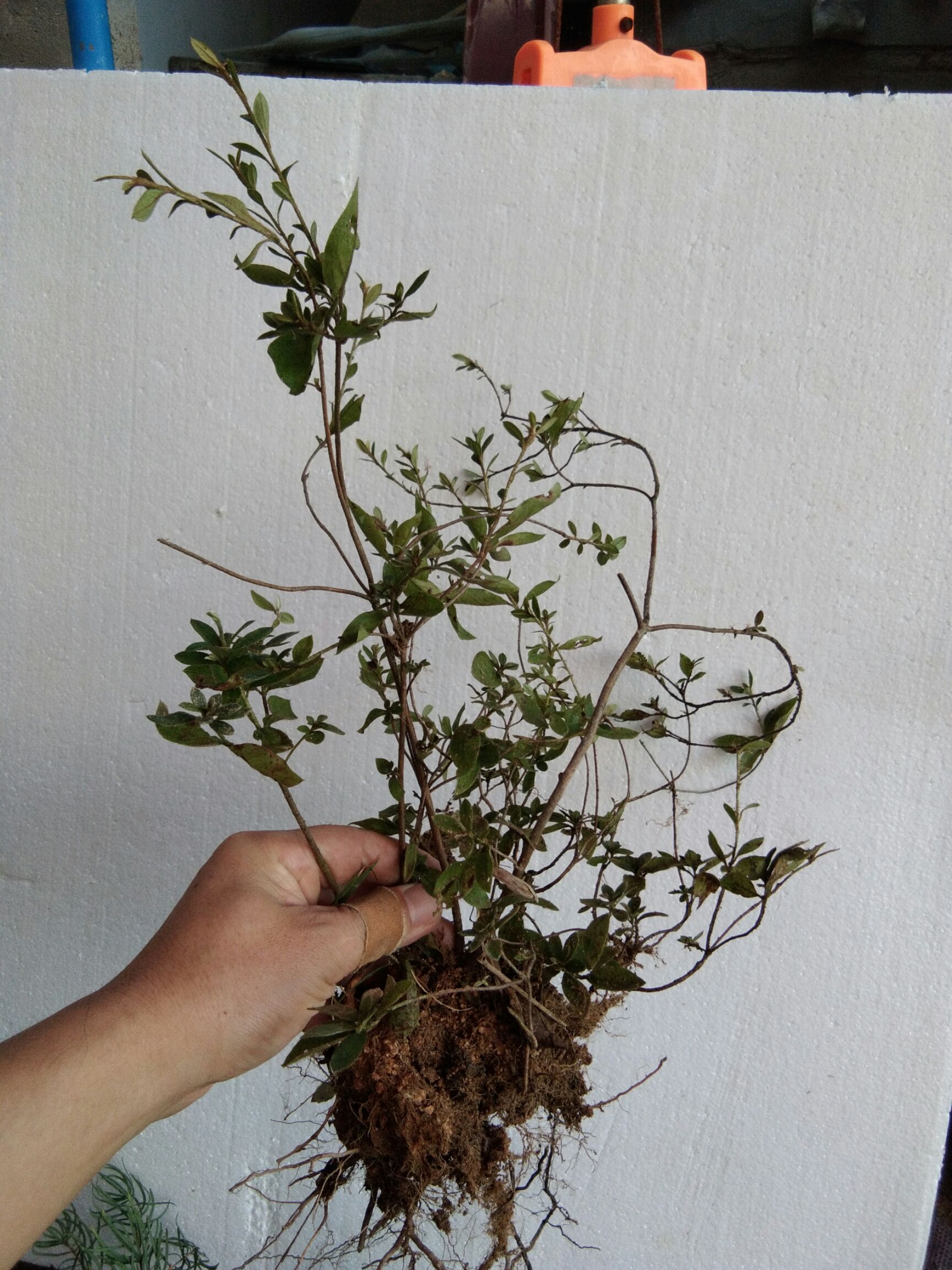 大别山先花后叶品种映山红 三四年苗小丛林
