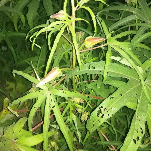 安丘市 黄蜀葵花粉烘干
