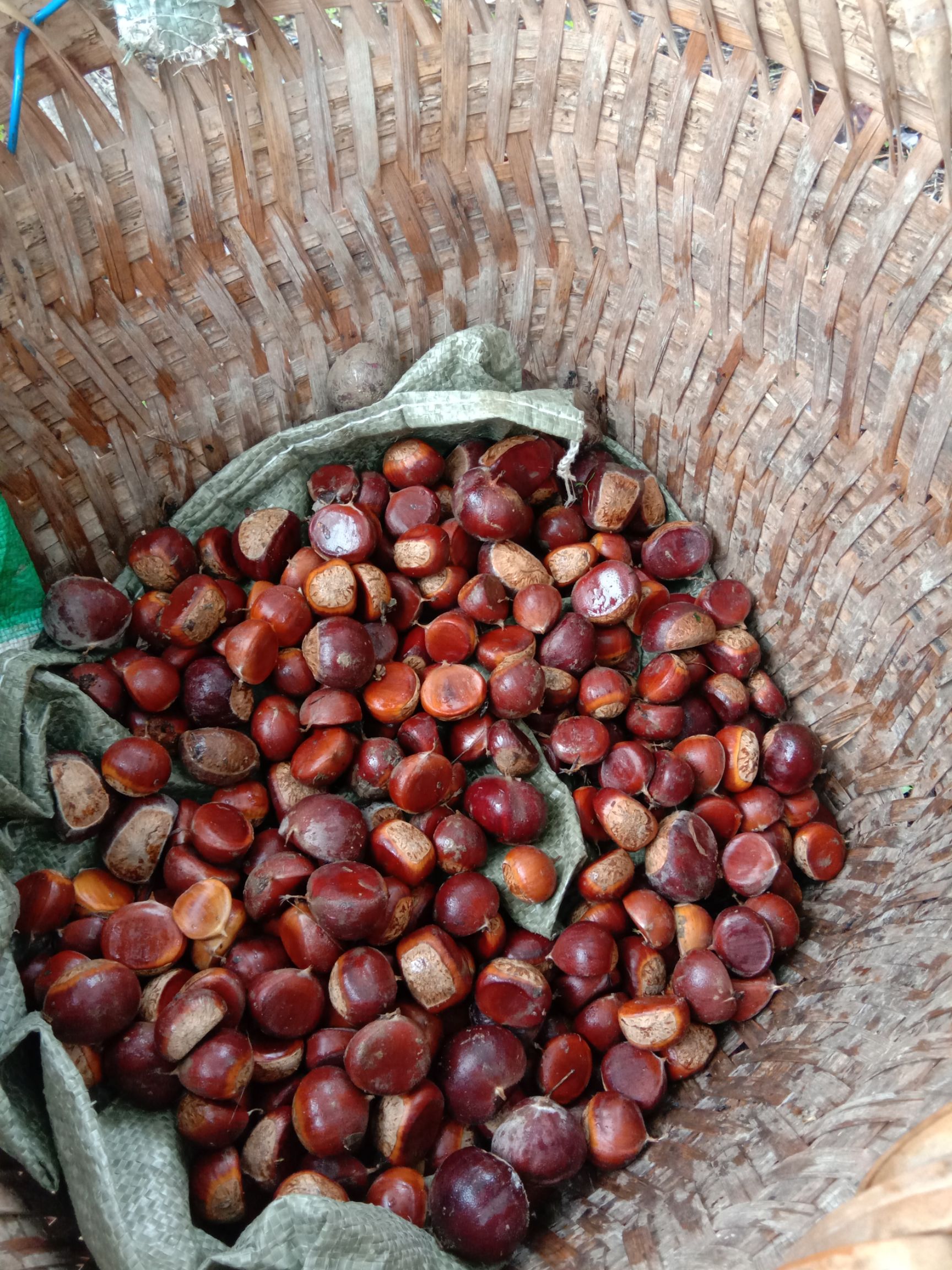 贵州板栗 供应新鲜本地板粟，当天采摘当天发货，天然无公害，无坏果，