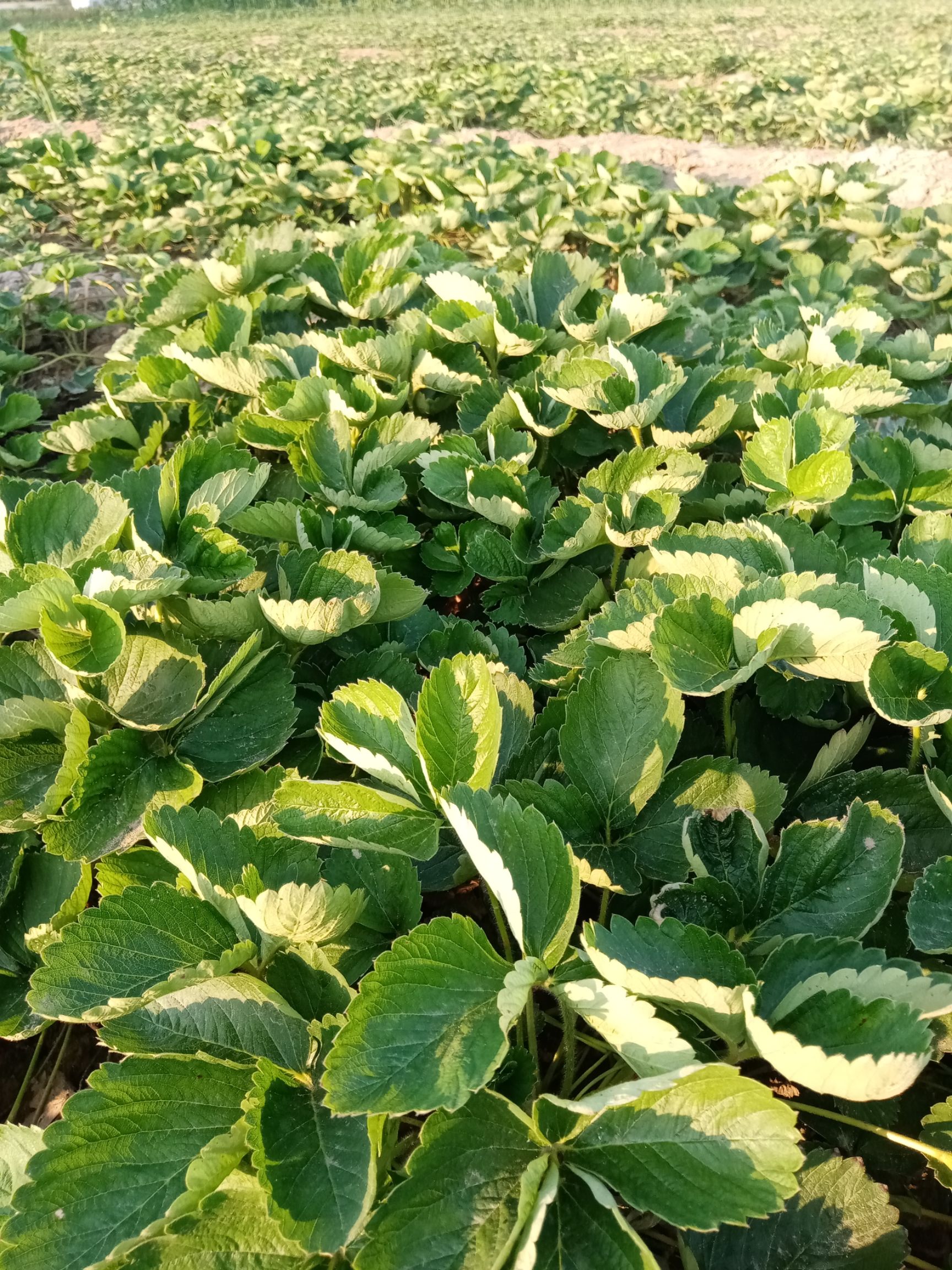 丰香草莓苗  奶油草莓苗