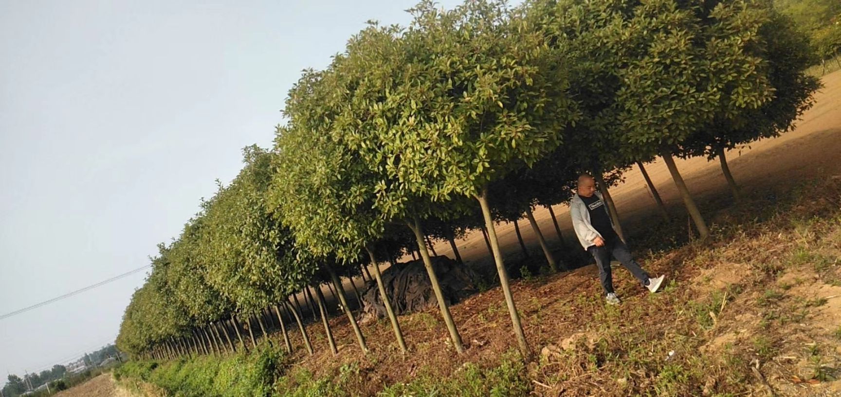 高杆红叶石楠  红叶石楠树