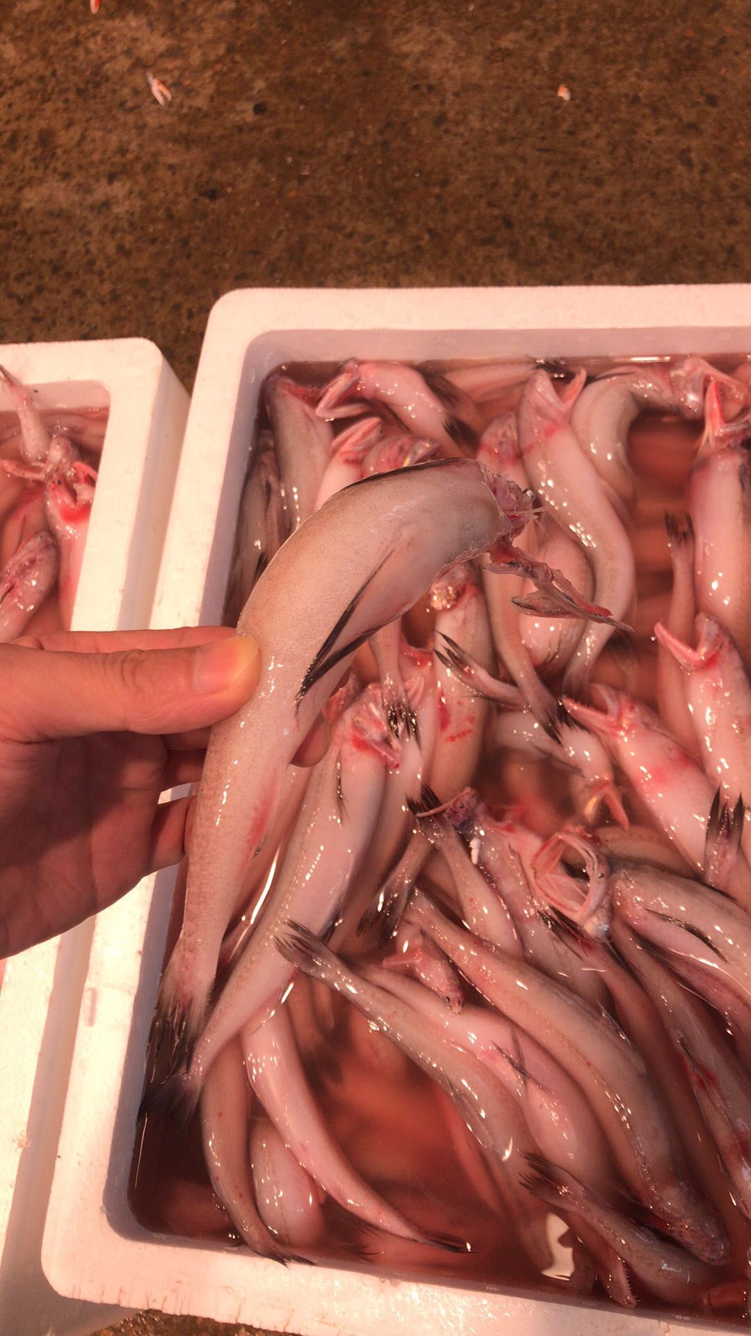 龙头鱼，九肚鱼，