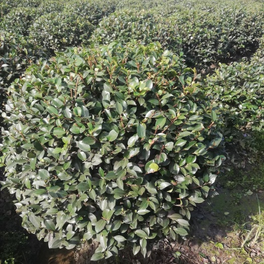 都江堰市茶梅 50~80cm