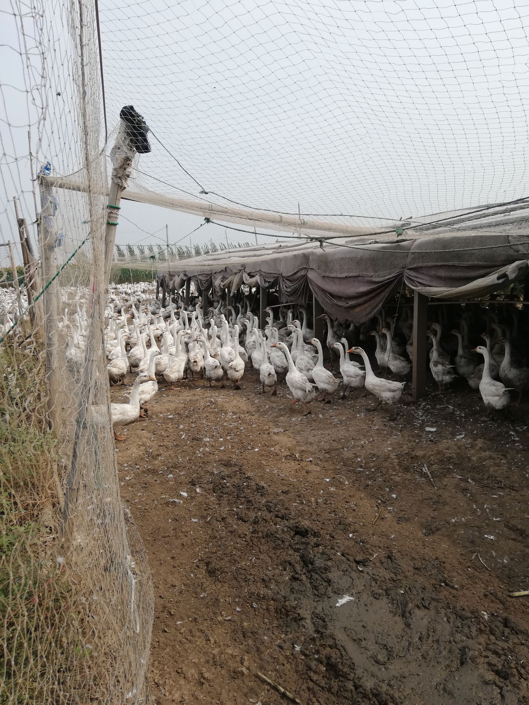  大白鹅公母统货160天