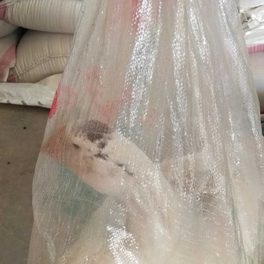 如东县大三花鹅 近期有部分鹅出售价格美丽，需要的朋友请联系