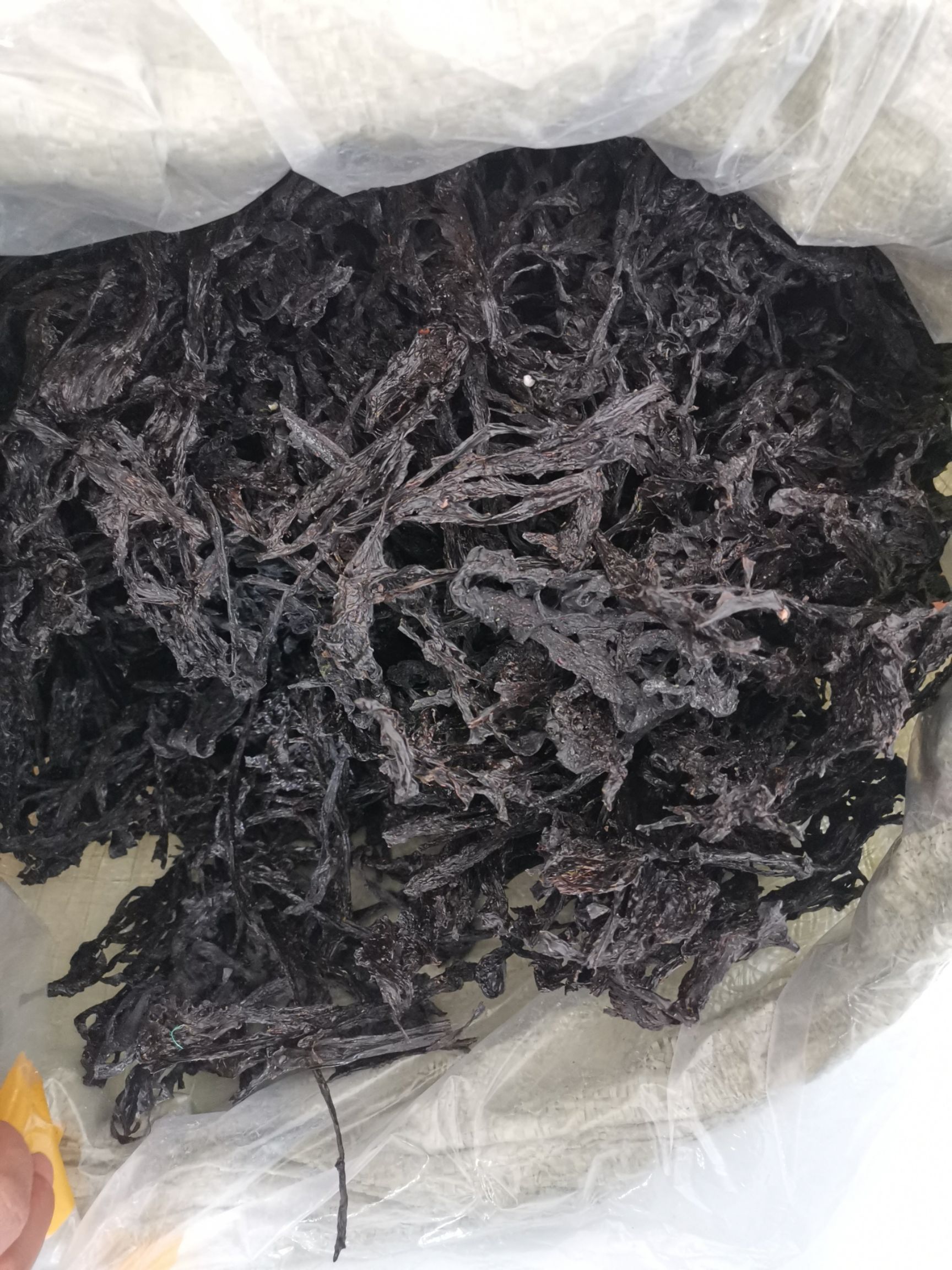 烟台紫菜 长岛正宗天然紫菜 自然晒干产地直供包邮