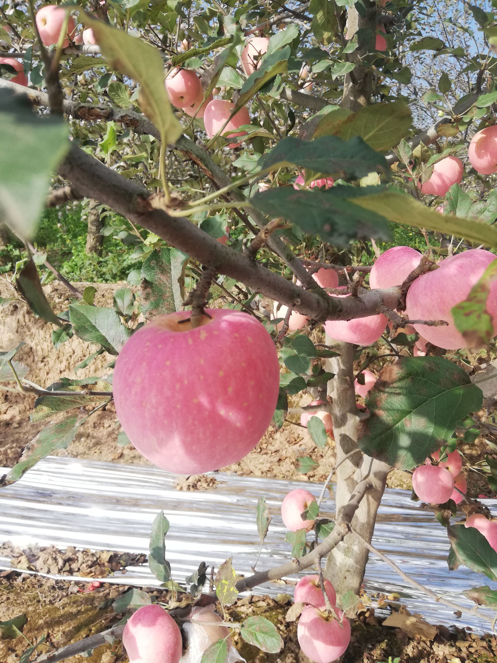 陕西纸袋红富士苹果10斤