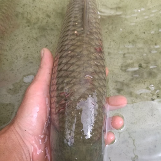 江门叉尾鮰鱼 叉尾0.8斤至1.5斤