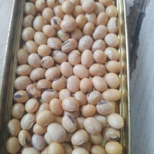 博兴县黄大豆 本季新产非转基因高蛋白大豆，大量供应