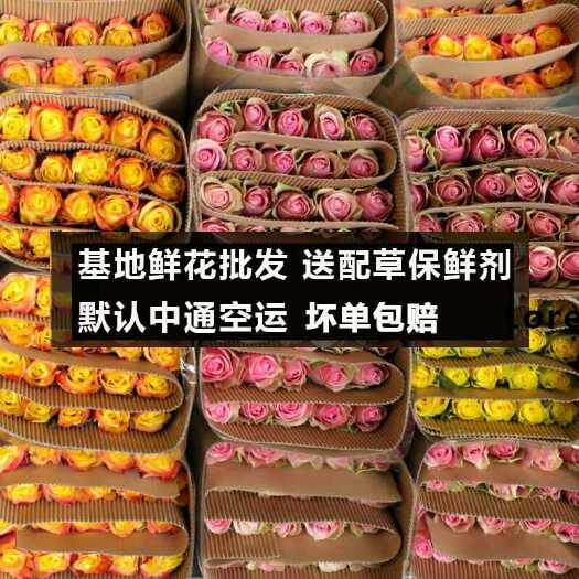 黄玫瑰 鲜花基地直发玫瑰花鲜花直批