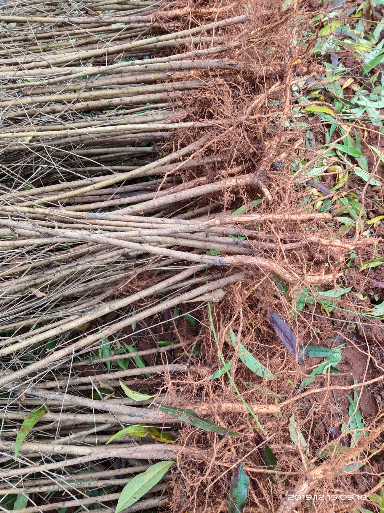 毛桃苗  自家苗圃种植，毛桃树苗大量出售中