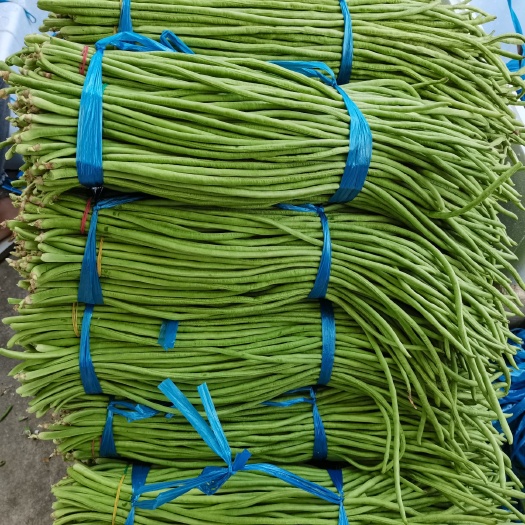耿马县长豇豆  云南新苗豇豆大量上市，一手货源  选择性收购