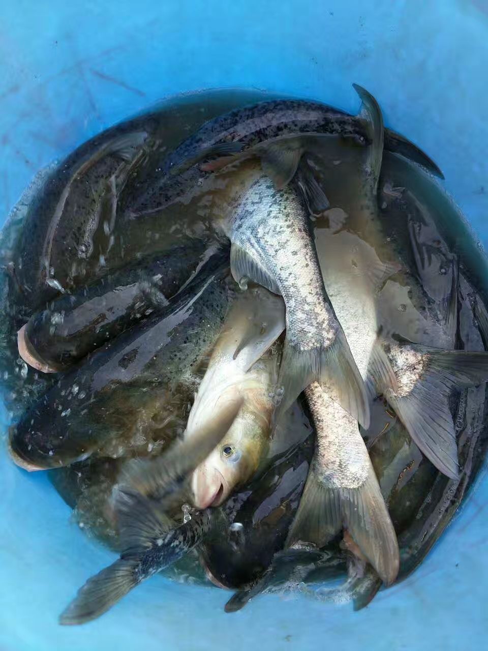 草鱼苗，优质草鱼，打过疫苗，抗病毒，养殖效益高