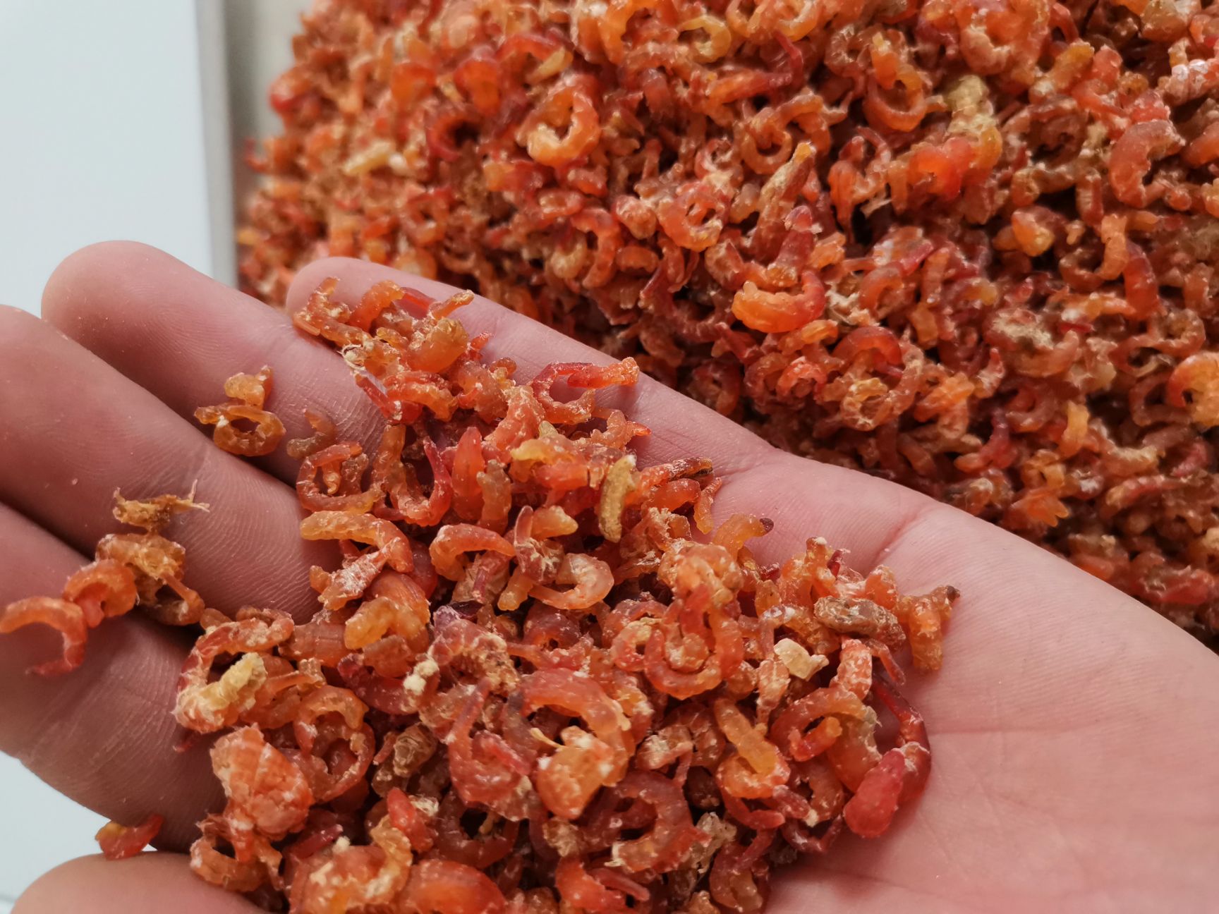  正宗长岛金钩海米虾仁 味道好有嚼劲可以直接吃包邮