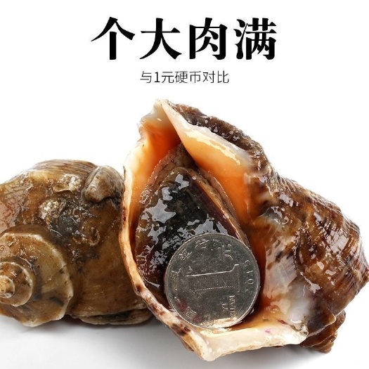 秦皇岛【鲜活海螺】新鲜海捕海螺，海鲜贝类，鲜活海螺海产品水产品