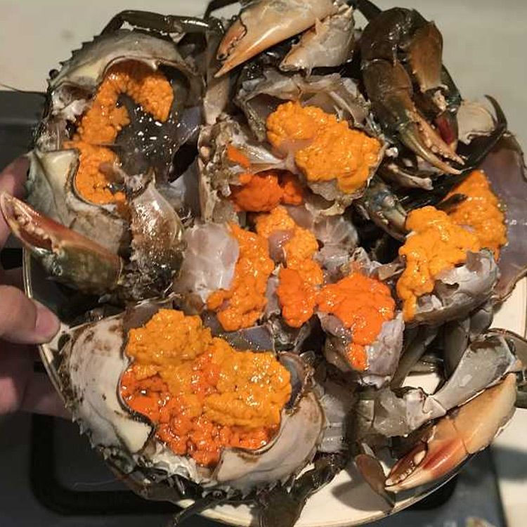  膏蟹特大青蟹超大7两到1斤每只全母膏蟹特大