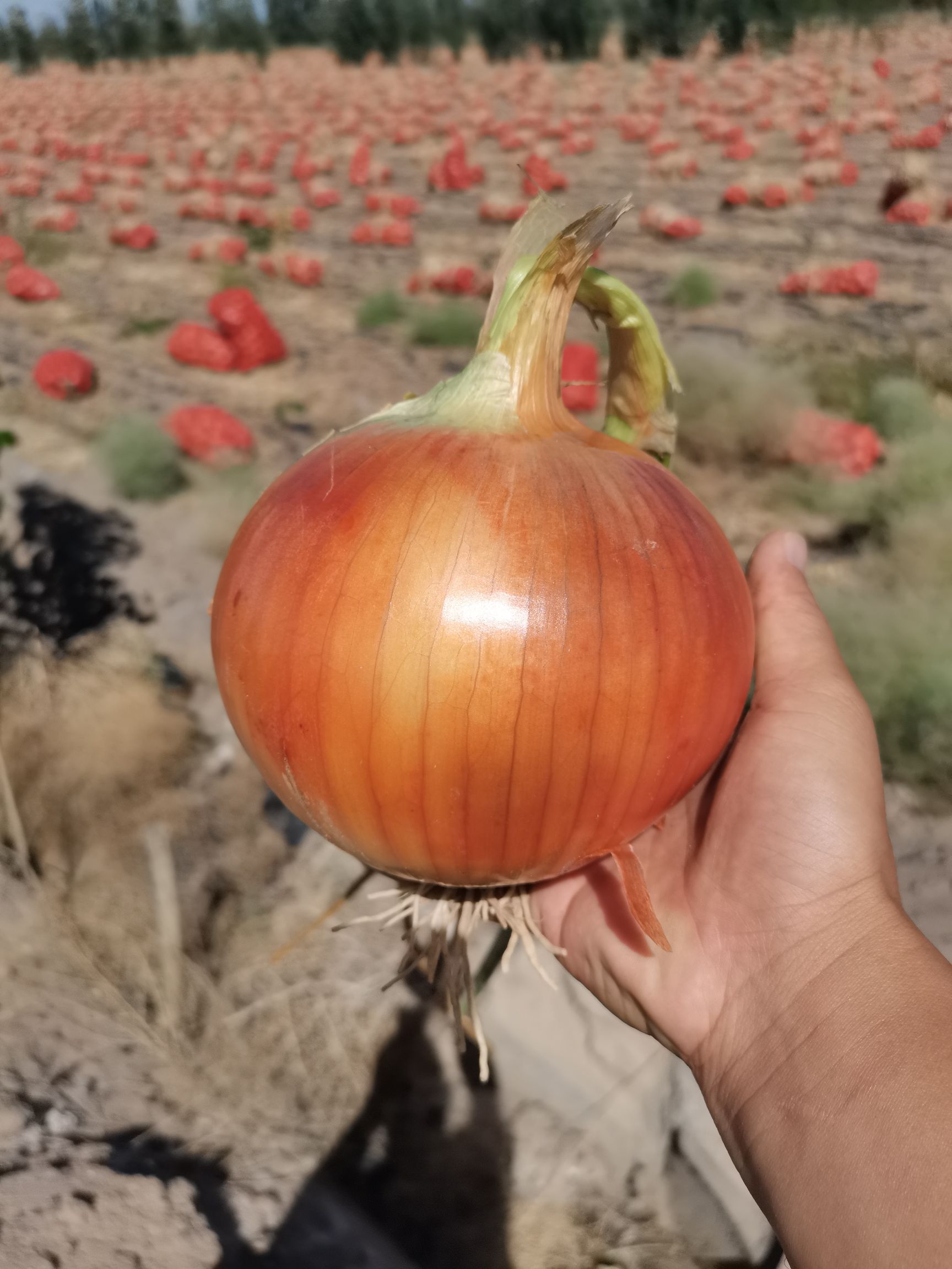 黄皮洋葱，各种规格精加工包装出口标准，国内市场