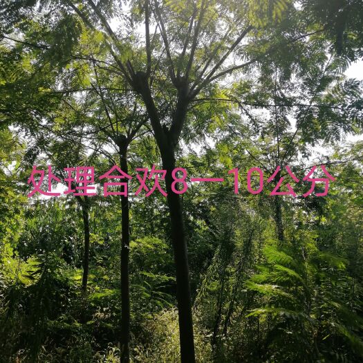 太康县大叶合欢 处理合欢，清地处理