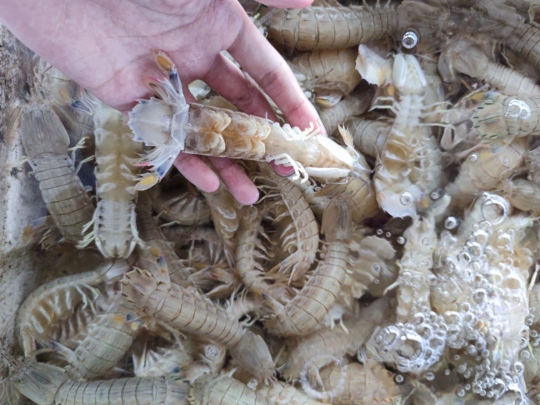 烟台码头鲜捕皮皮虾，鲜活肥美