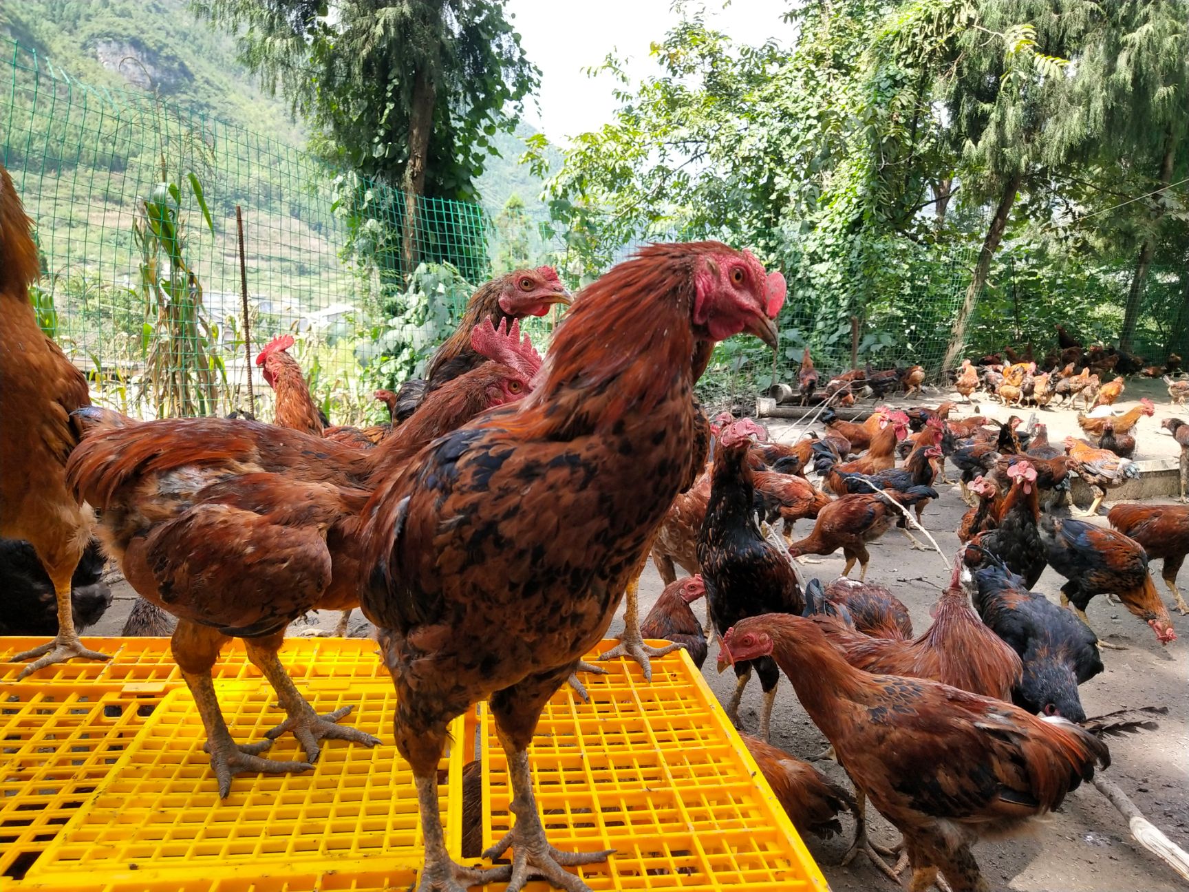 贵州毕节市大方县花果村农户散养改良肉斗鸡