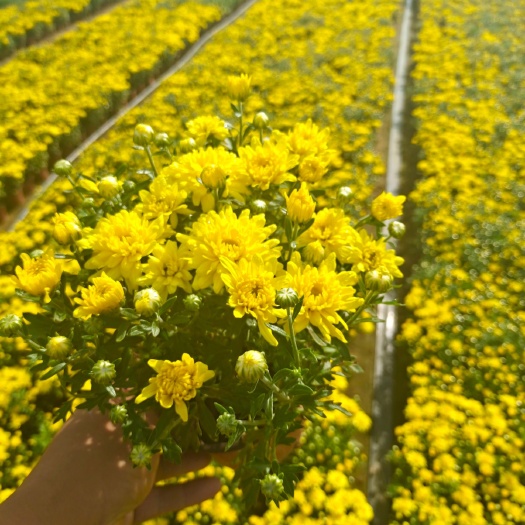 青州市百日草 